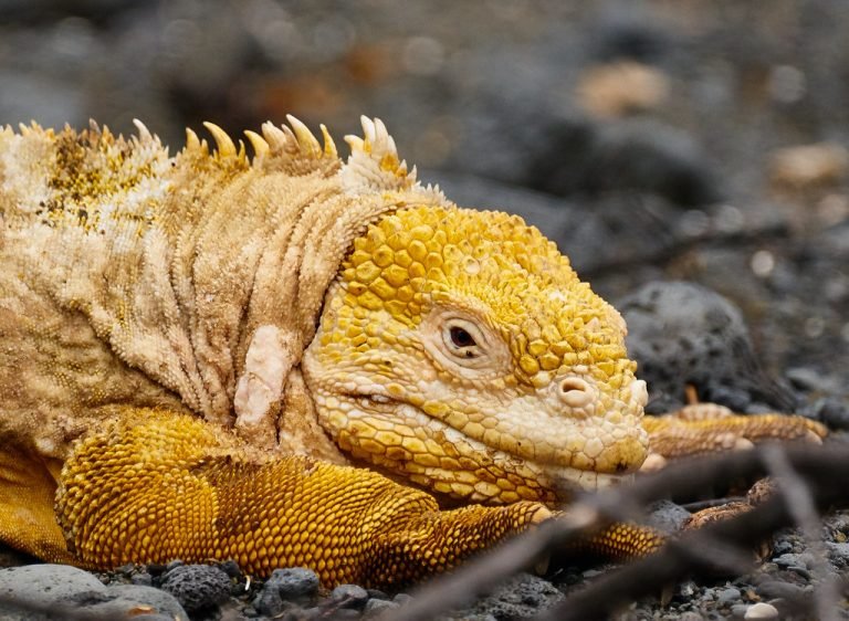 Travel From Ecuador To Galapagos Islands