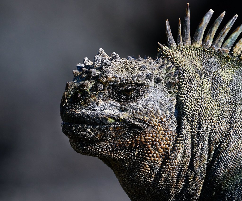 Travel To Ecuador And Galapagos