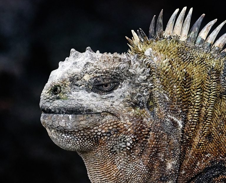 Travel To Galapagos Islands From Us