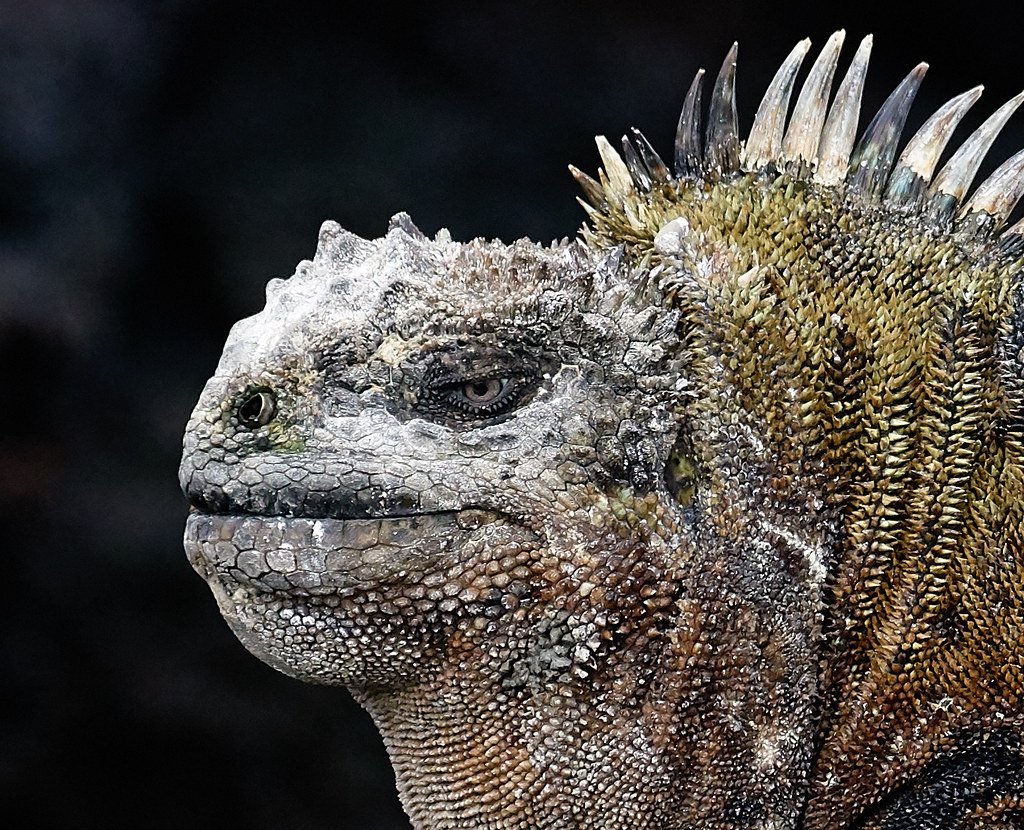 Travel To Galapagos Islands From Us